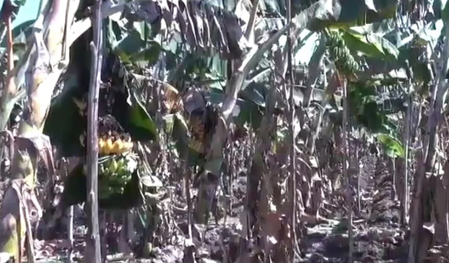 அழுகும் வாழைத்தார்கள்