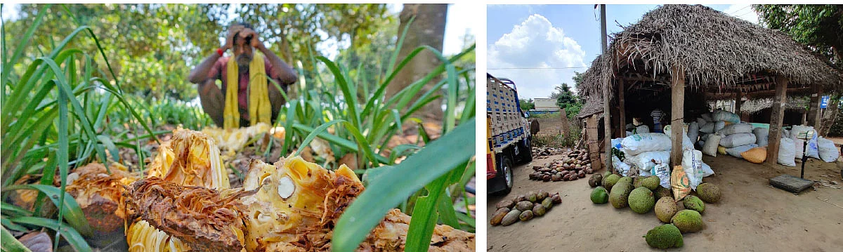 மரத்திலேயே அழுகும் பழங்கள்!