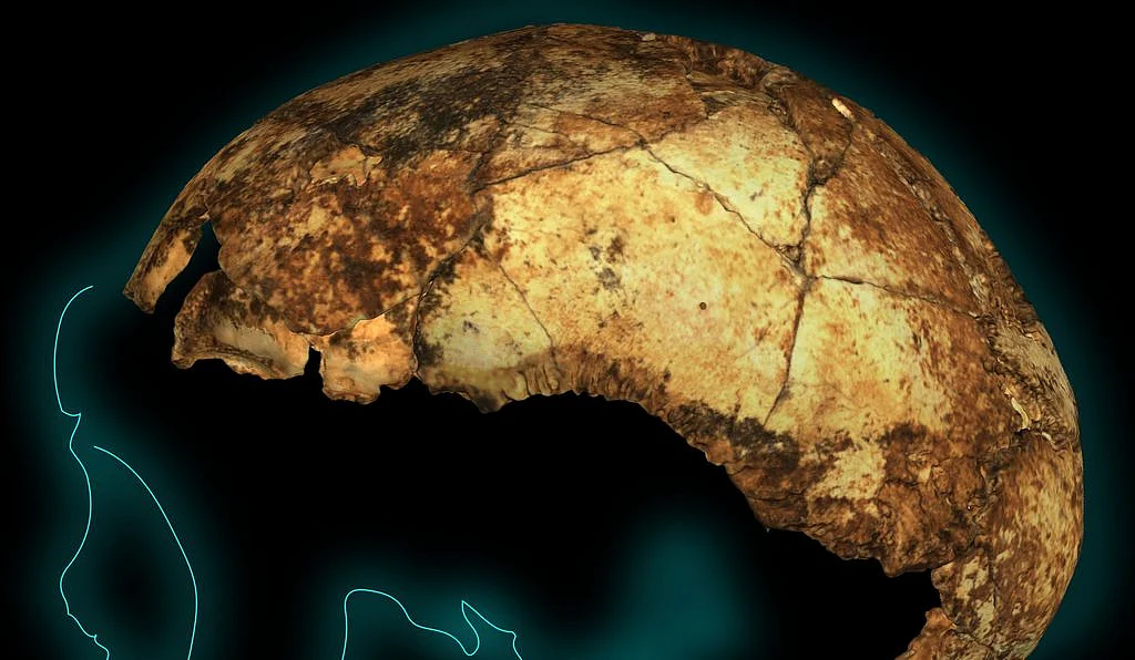 Outline of the found Skull