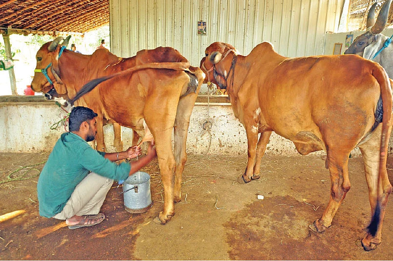 மாடு