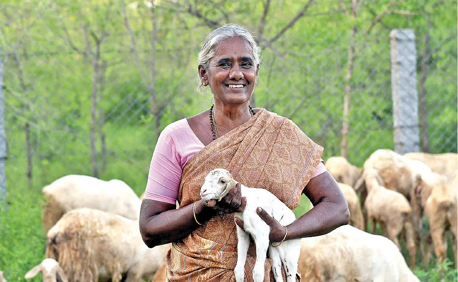 செம்மறியாடுகளுடன்...