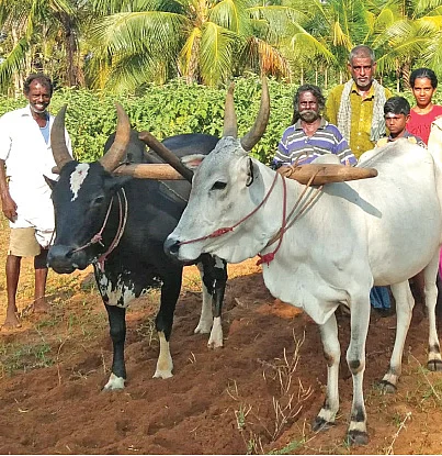 கோடை உழவு