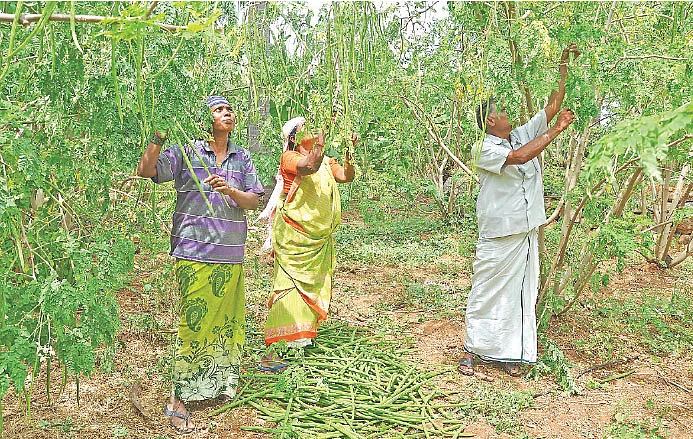 முருங்கை