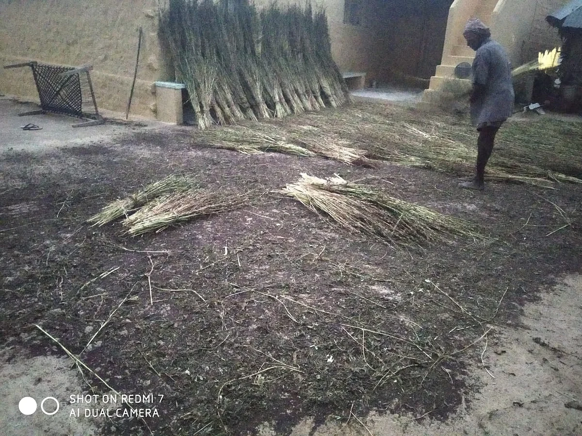 அறுவடையான எள்