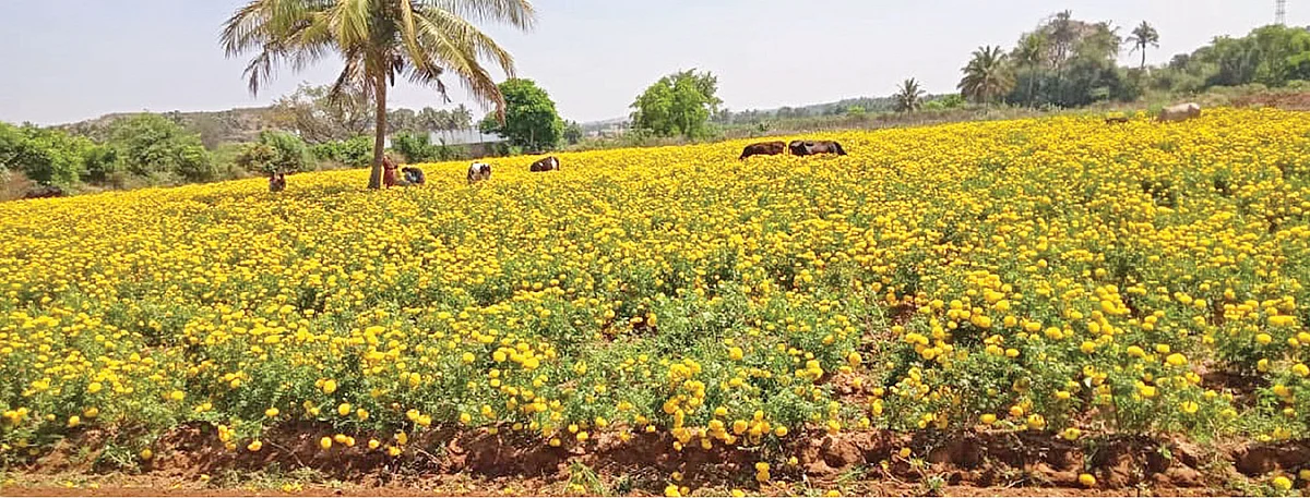 டிராக்டரில் அழிக்கப்பட்டு வரும் செண்டுமல்லி மலர்த் தோட்டம்