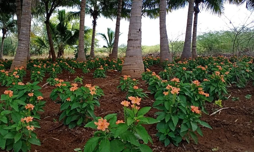 கருகும் மலர்கள்