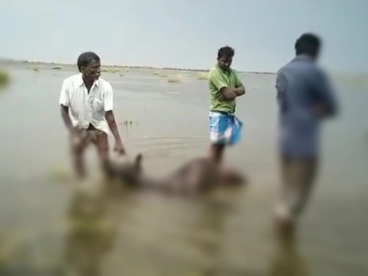 `திடீர் மழையால் மூழ்கிய மாடுகள்; சூறாவளி காற்றில் சரிந்த சந்தை!’ -காஞ்சிபுரத்தில் சோகம்