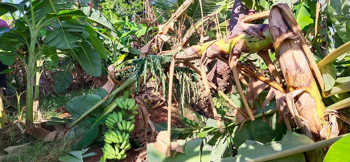 சாய்ந்துள்ள வாழை மரங்கள்