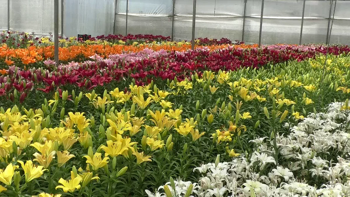 floriculture farming