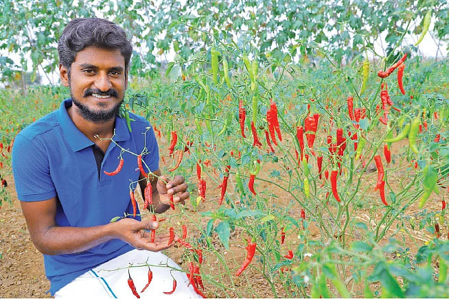 மிளகாய்த் தோட்டத்தில்