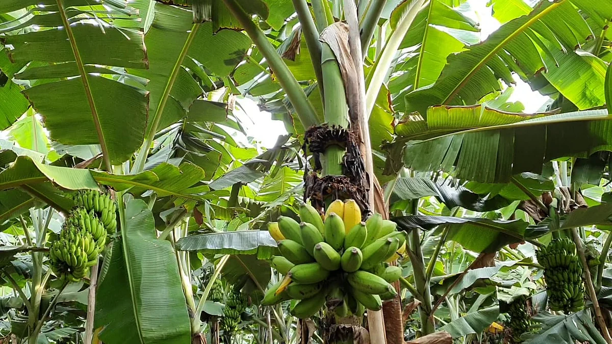 அழுகி உதிர்ந்த வாழைப்பழம்