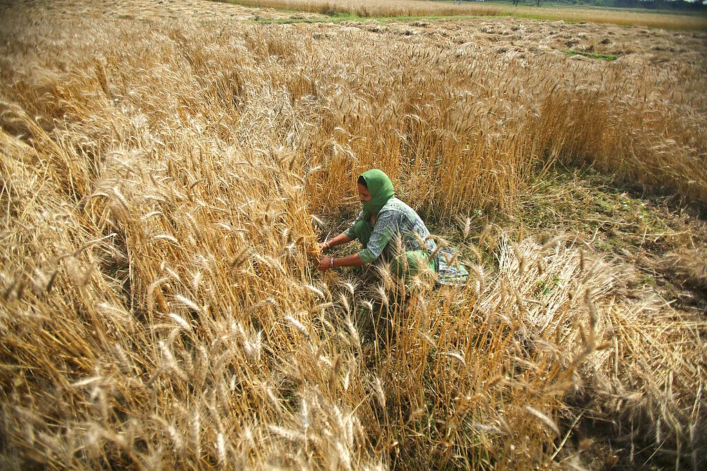 wheat Harvesting in Jammu