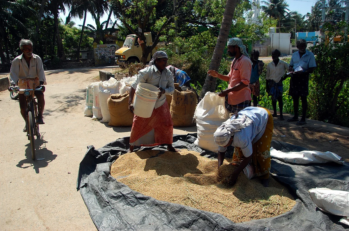 உலரவைத்த நெல்மணிகளை மூட்டையேற்றும் விவசாயிகள்