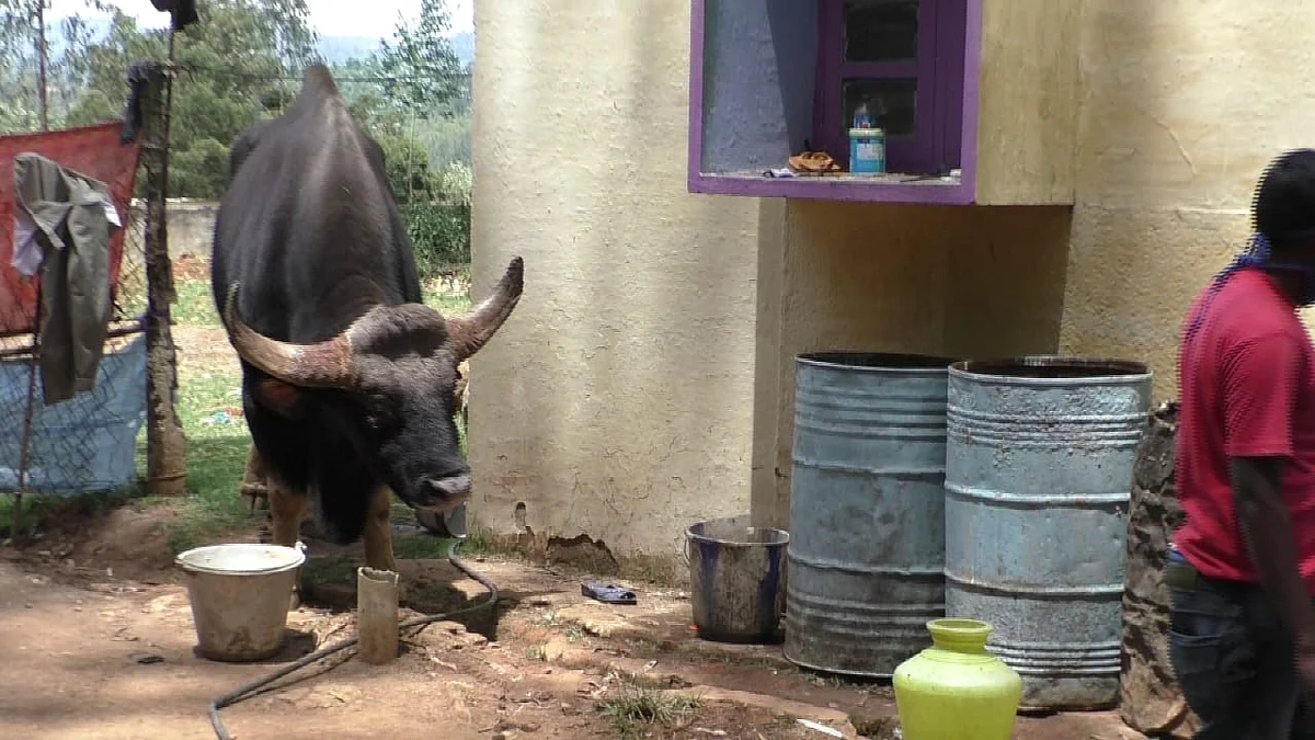 Indian Gaur