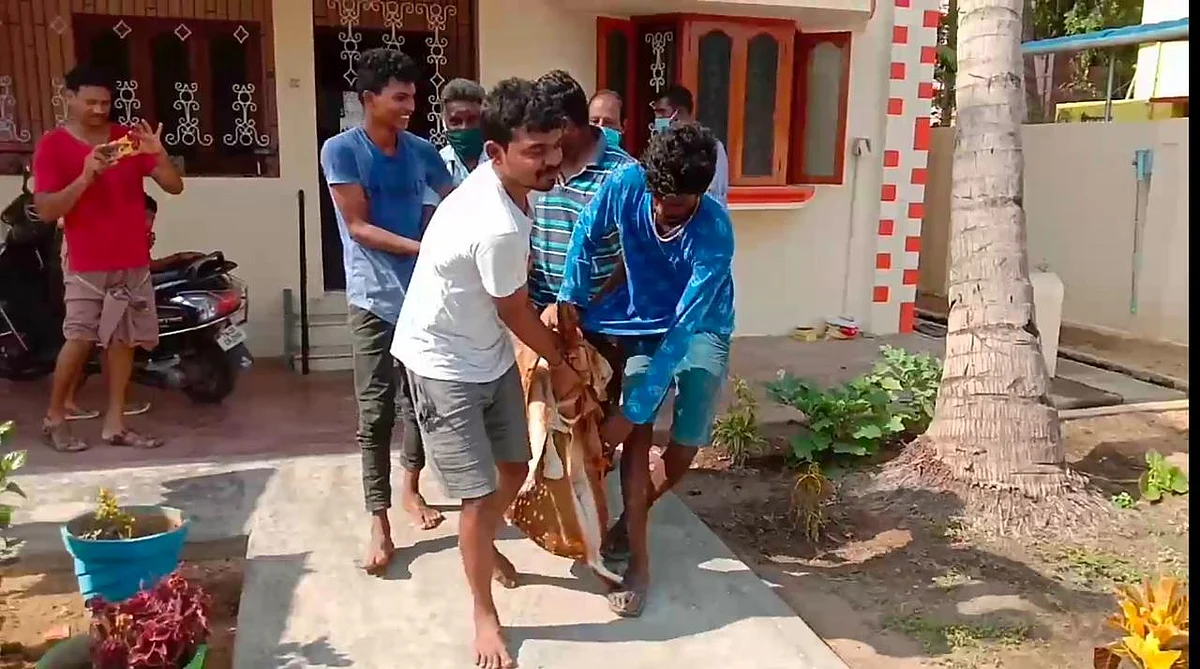 புள்ளி மான்