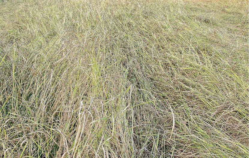 வழக்கறிஞரை விவசாயியாக மாற்றிய கருத்தகார்!