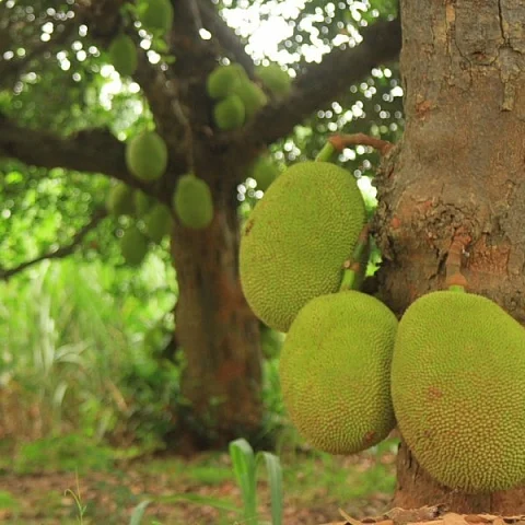 jack fruit recpies