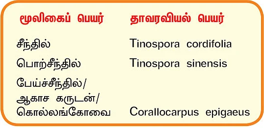 நல்மருந்து 2.0 - நோய் எதிர்ப்பு சக்தியை அதிகமாக்கும் ‘சீந்தில்!’