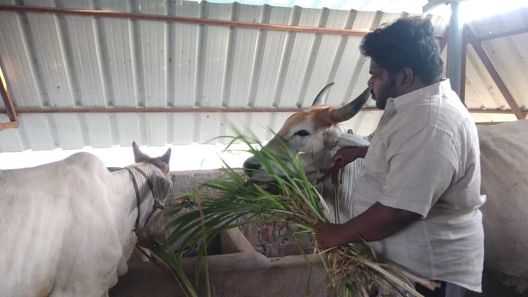 மாடுகளுக்குத் தீவனமிடும் சந்தோஷ் குமார்
