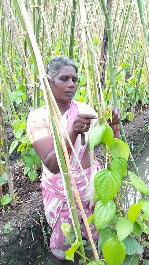 வெற்றிலை தோட்டத்தில் ராஜலட்சுமி