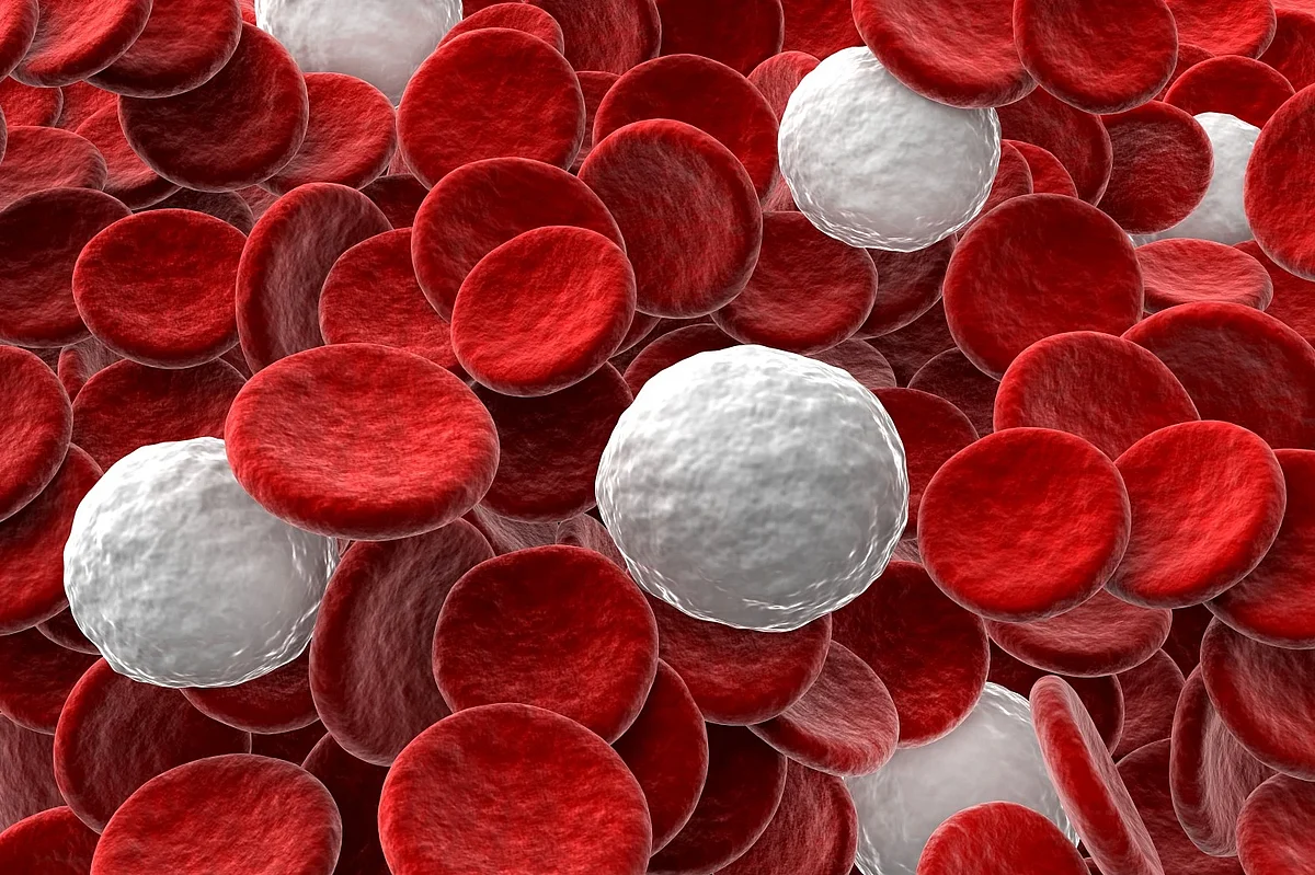 Blood