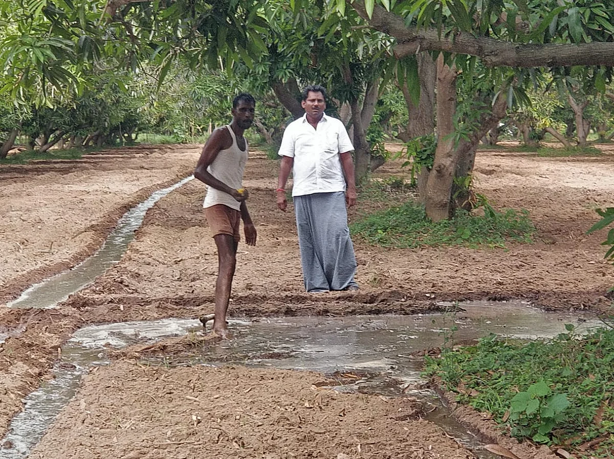 தோட்டத்தில் மணி