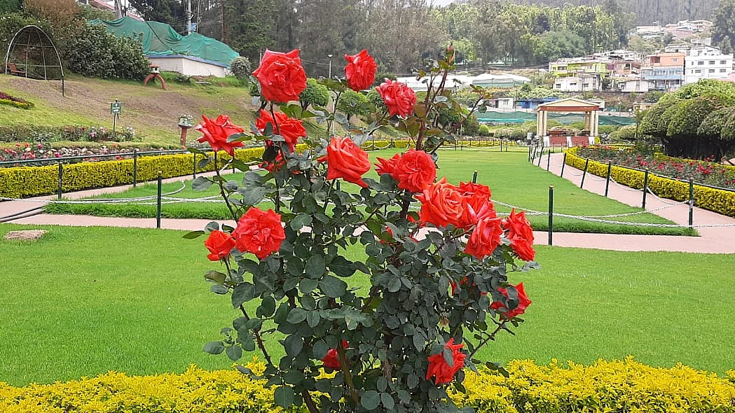 ooty rose park