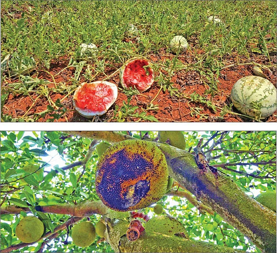 விளைபொருள்கள்