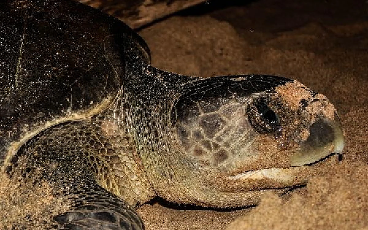 Olive Ridley Turtle