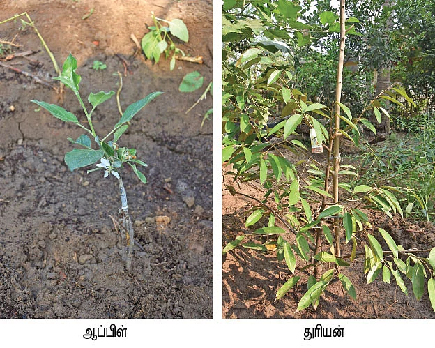 டெல்டாவில் விளையும் மலைப் பயிர்கள்!