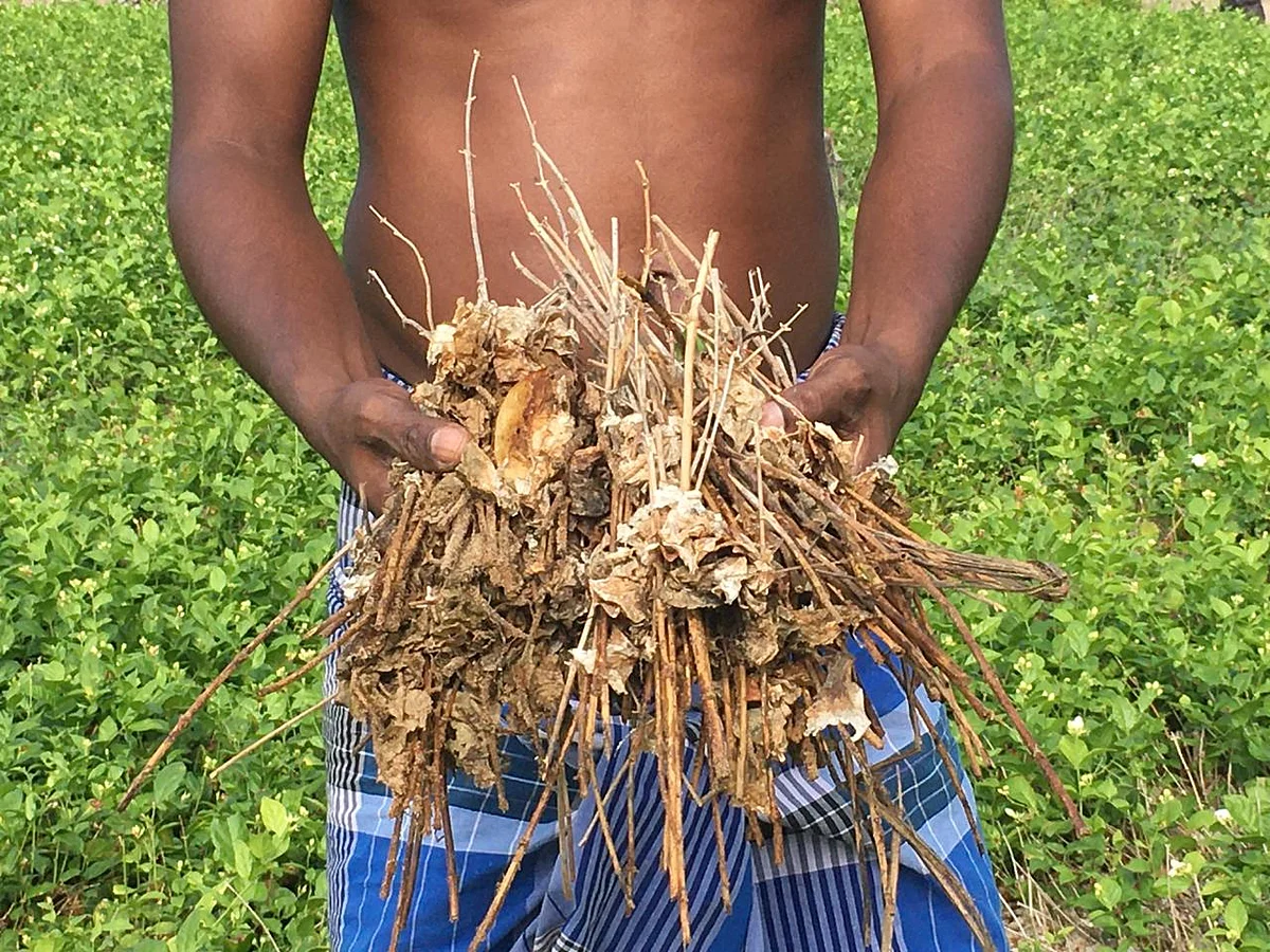 பாதிக்கப்பட்ட மல்லிகை நாற்று