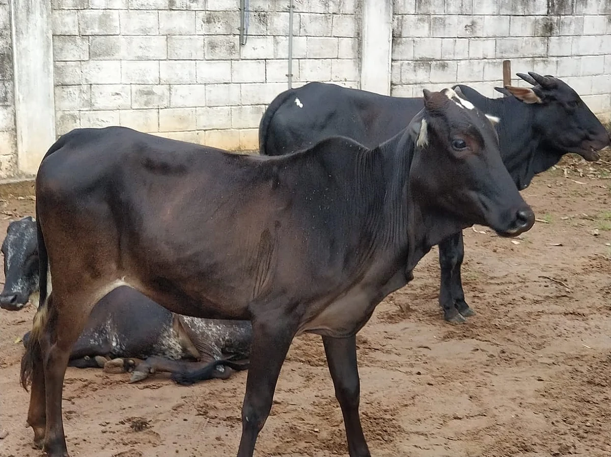 நாட்டு மாடுகள்