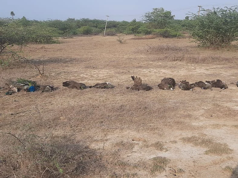 `நெல்மணிகளில் விஷம்; உயிரிழந்த 13 மயில்கள்!’ -வனத்துறைக்கு அதிர்ச்சி கொடுத்த புதுக்கோட்டை நபர்
