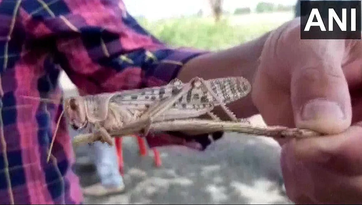 வெட்டுக்கிளி