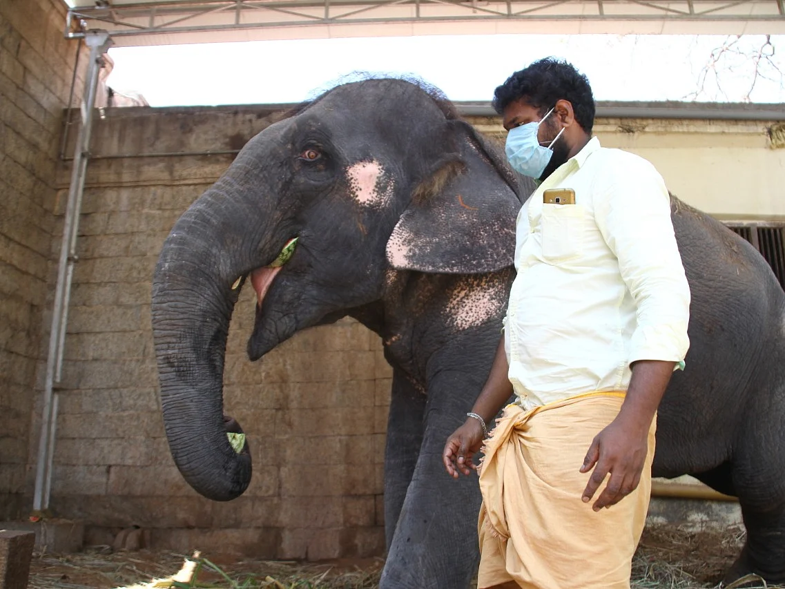 `பாசமாக வளர்த்தவர்!’ - பாகனுக்கு திருப்பரங்குன்றம் கோயில் யானையால் நேர்ந்த கதி