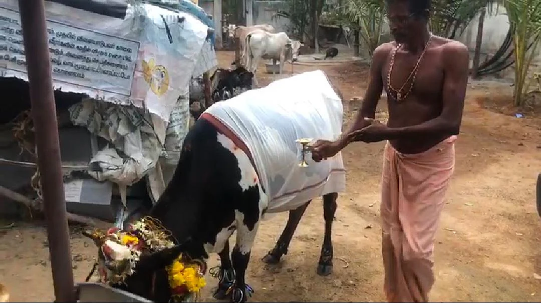 பசு-லெட்சுமி பிள்ளை