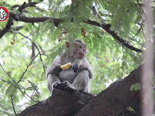 குரங்கு எடுத்துச் சென்ற கொரோனா பரிசோதனை ரத்த மாதிரிகள்! -அச்சத்தில் உ.பி குடியிருப்பு வாசிகள்