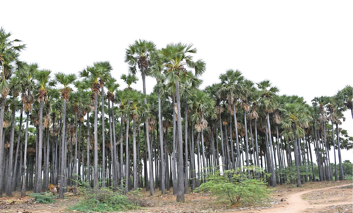 பனைமரம்