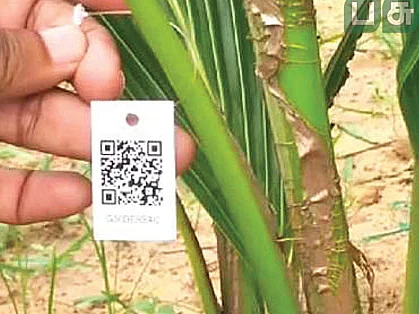 தென்னங்கன்றுகளுக்கு கியூ.ஆர் தொழில்நுட்பம்! - அசத்தும் ஆராய்ச்சி மையம்!
