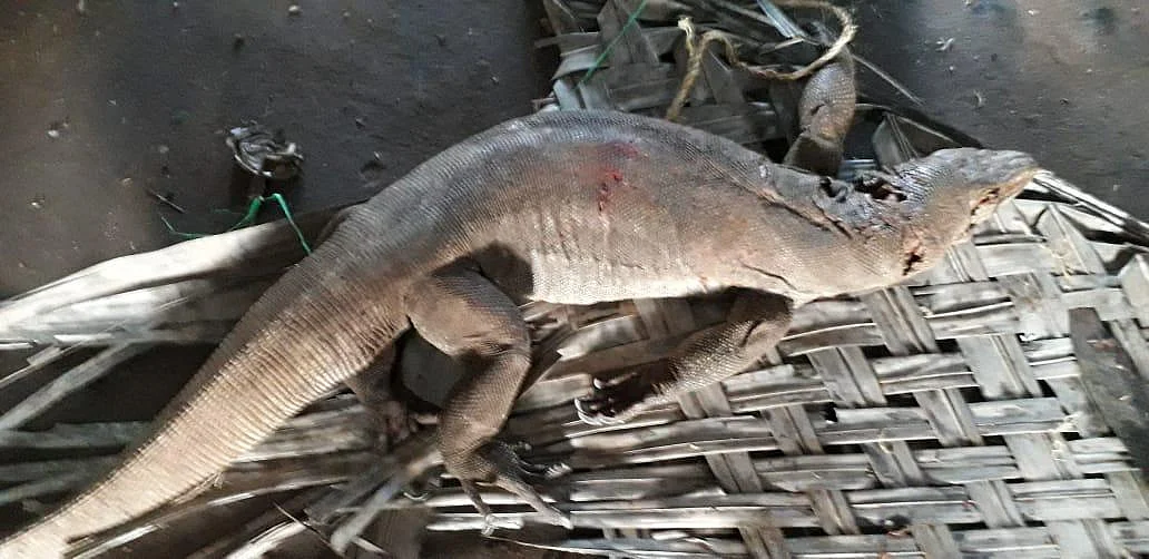 வேட்டையாடப்பட்ட உடும்பு