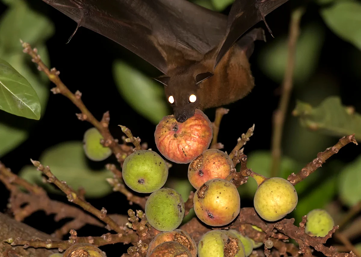 அத்திப் பழத்தைச் சாப்பிடும் பழந்தின்னி வௌவால் (Short-Nosed Fruit Bat on fig)