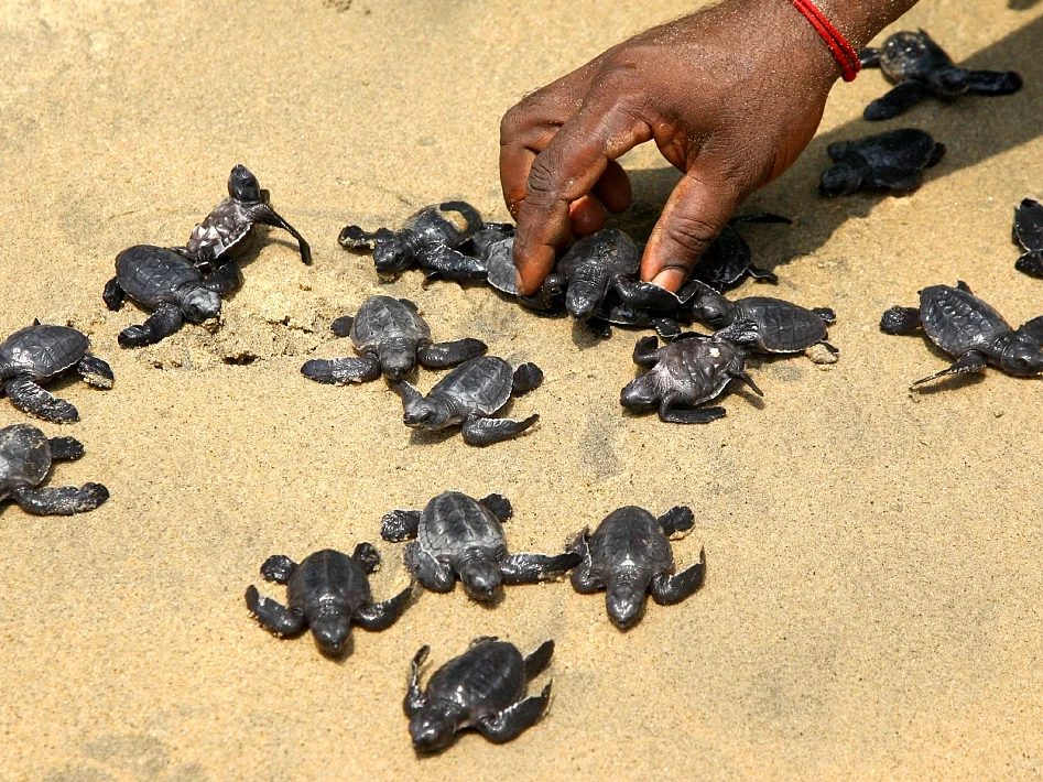 ஆமைகளுக்காக தம் கிராமத்தையே தந்த ஒடிசா மக்கள்... ஒரே வாரத்தில் குவிந்த 4,07,914 முட்டைகள்! #WorldTurtleDay