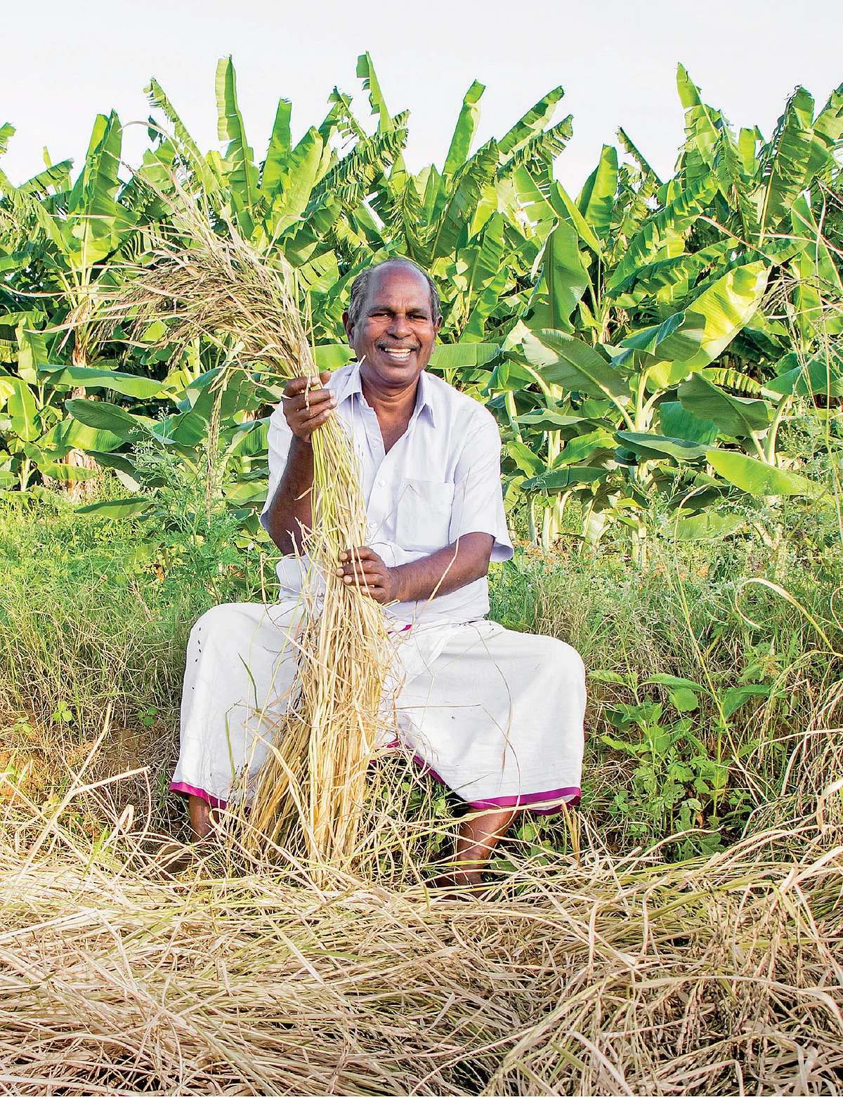 நெல் வயலில் வீரமோகன்ராய்