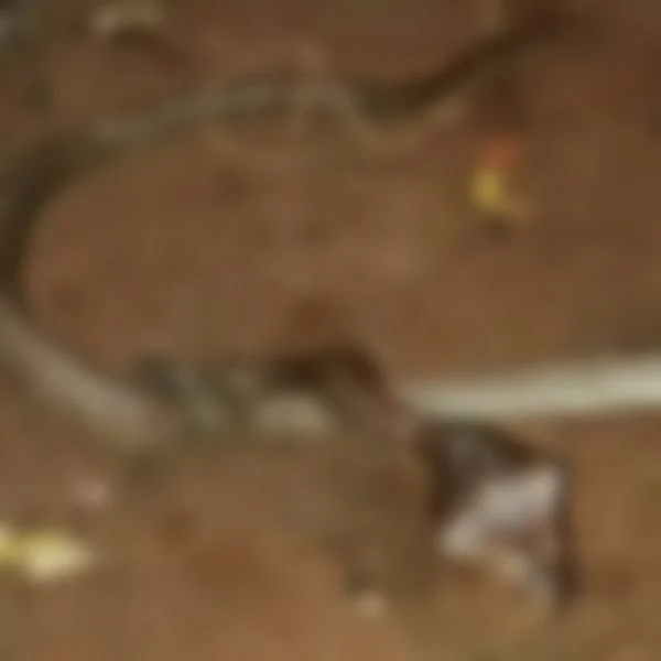 பாம்பு