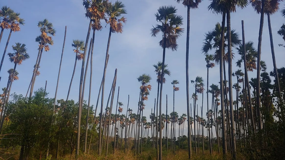 பனந்தோப்பு