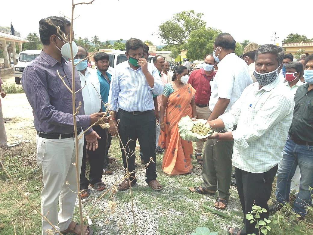 வெட்டுக்கிளிகளைப் பார்வையிட்ட வேளாண் அதிகாரிகள்