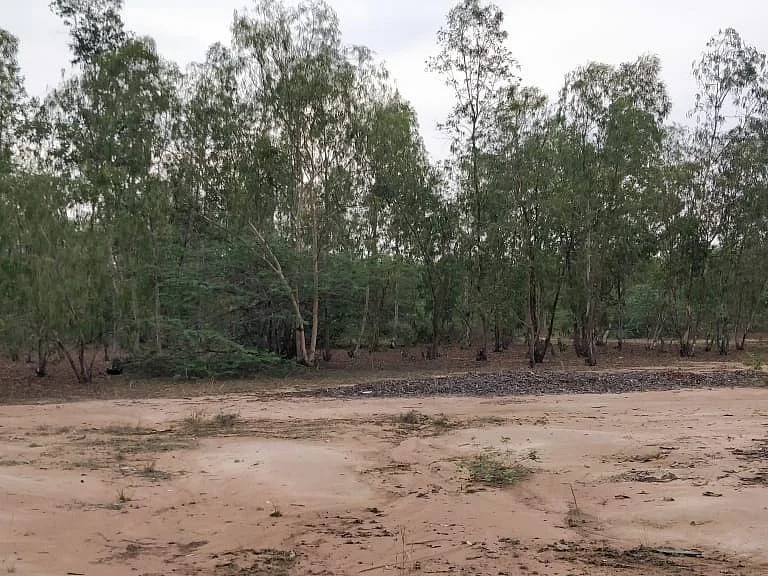 `குடிமராமத்து பணிகளுக்கு சிக்கலை ஏற்படுத்தும் யூக்கலிப்டஸ்!’ -புலம்பும் புதுக்கோட்டை விவசாயிகள்