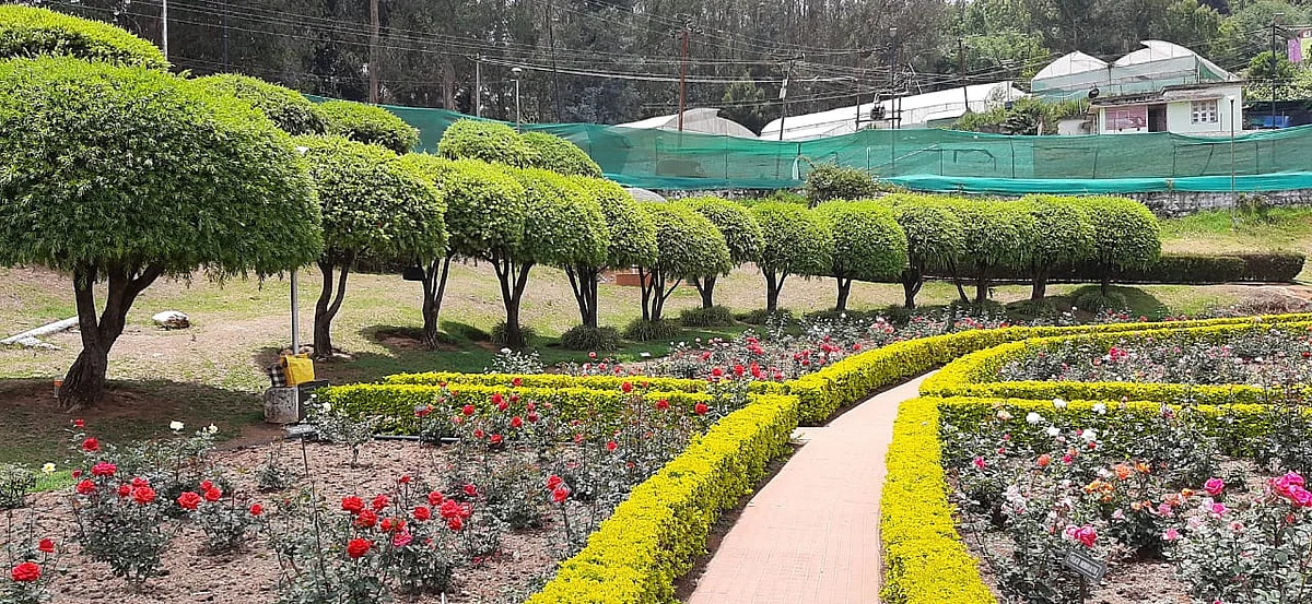 ooty rose park