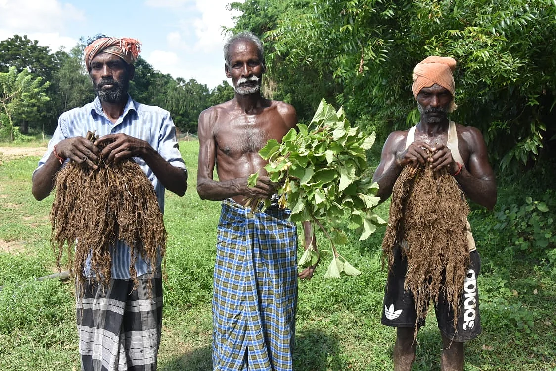 செடி வெட்டிவேர்
