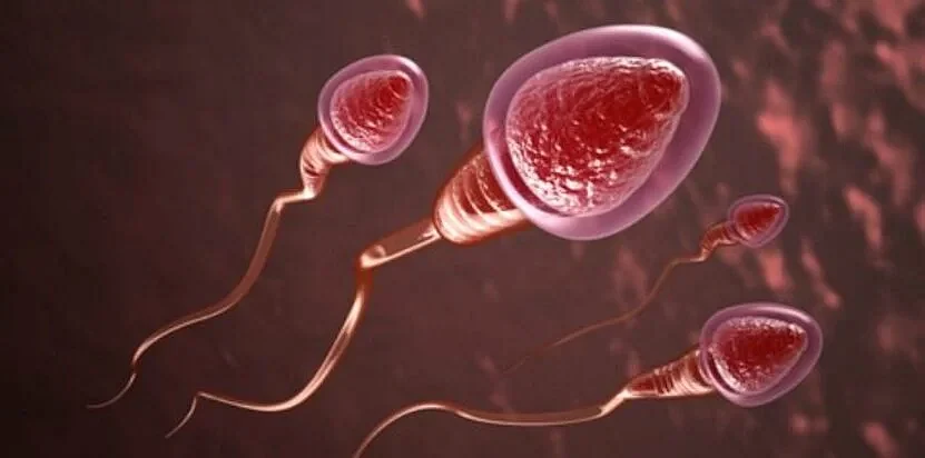 sperm